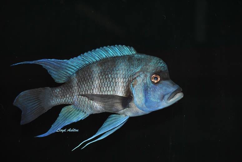 Cyphotilapia gibberosa 'Kansombo'
